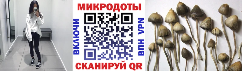 Галлюциногенные грибы Psilocybine cubensis  закладка  Новая Ляля 